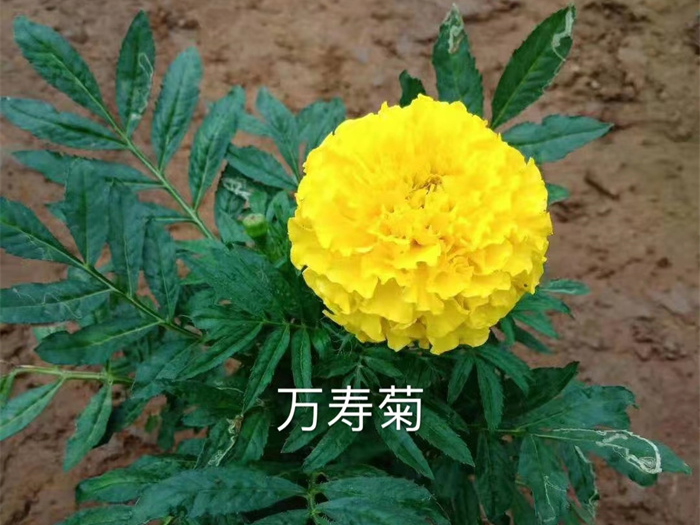 万寿菊