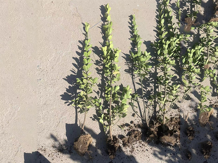 绿化苗木小苗缺乏营养的原因是什么?