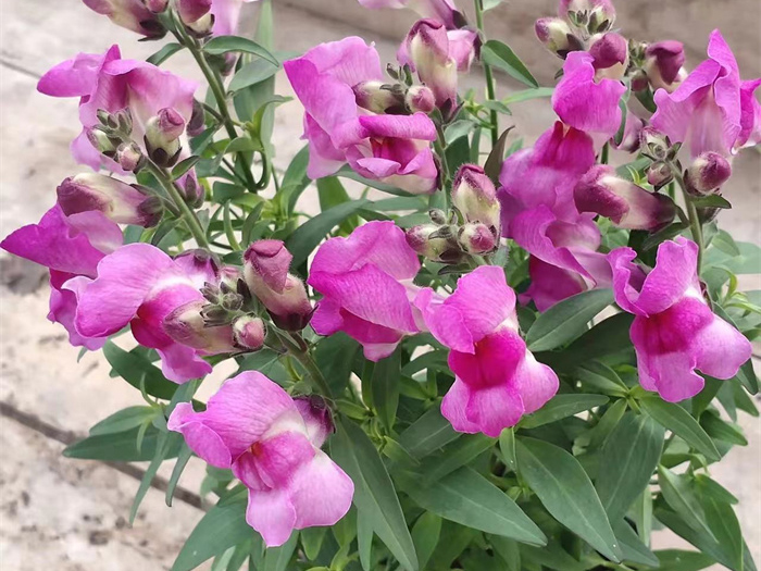 宿根花卉小知识有哪些呢?