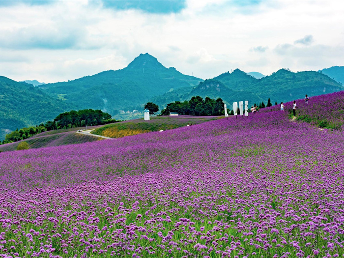 花海该怎么去打造？